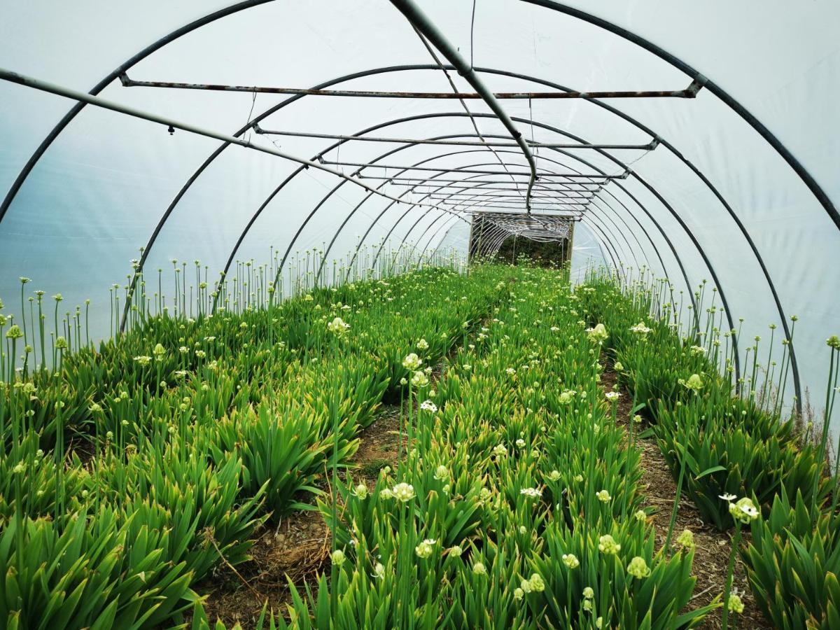 Rosebud Flower Farm Caravan Stay Countryside And Coast Hikkaduwa Dış mekan fotoğraf